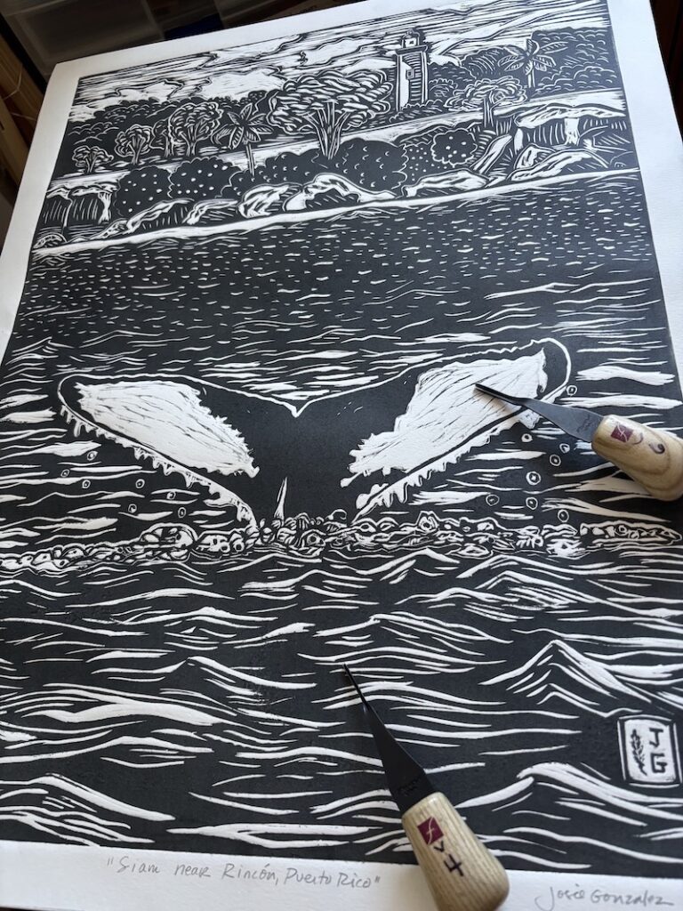 Siam, a humpback whale flashes his tail out of the water by Rincón.